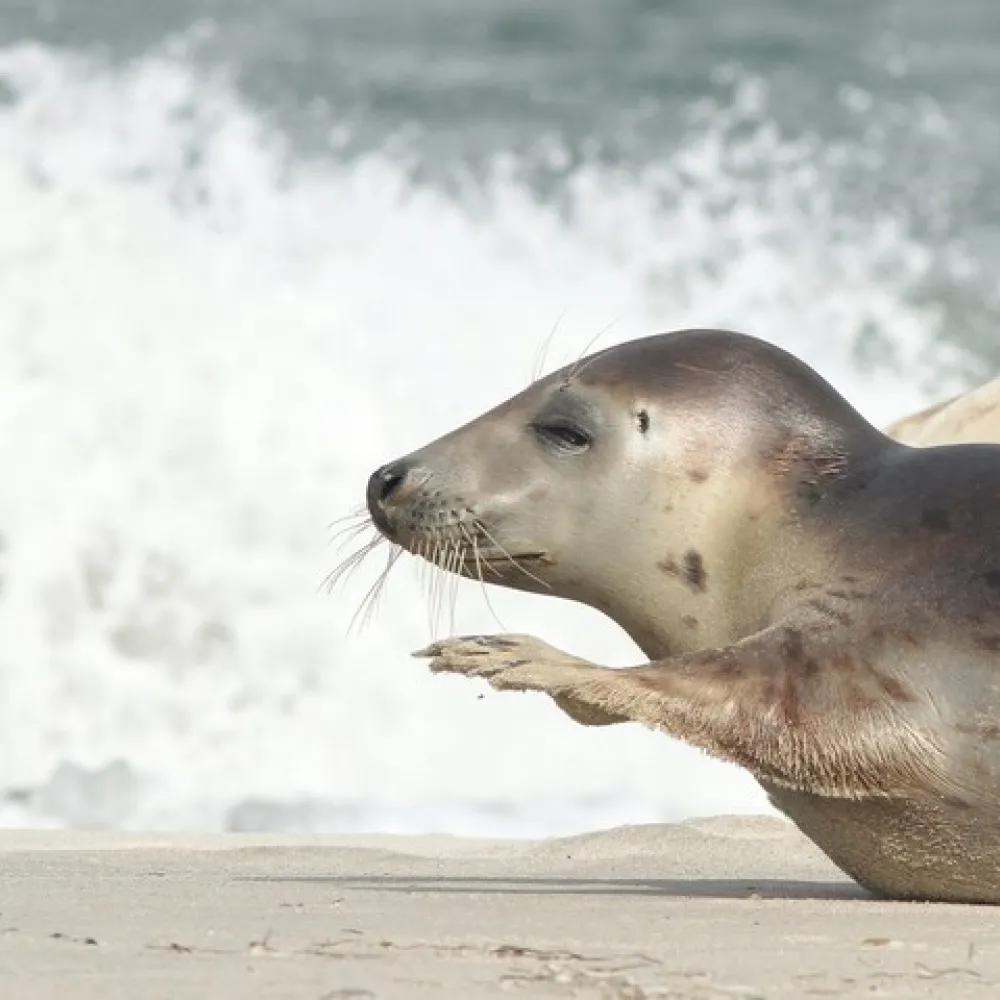 Zeehond
